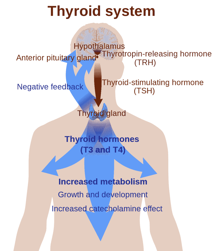 غده تیروئید