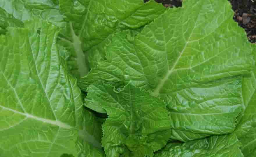 مواد غذایی ضد سرطان