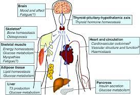 نقش هورمون تیروئید در بدن